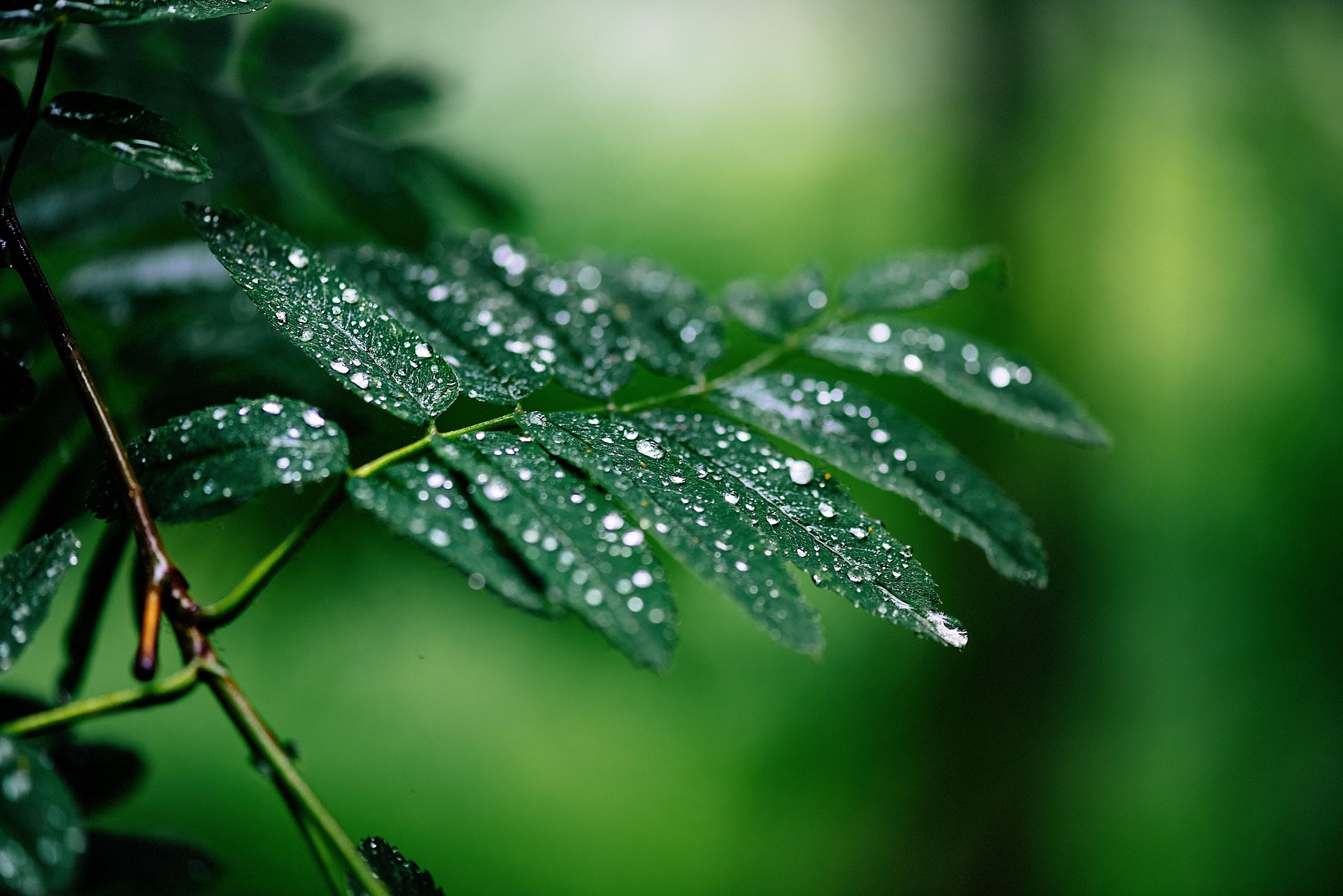 Hoja de árbol con gotas de lluvia. Memoria anual de sostenibilidad 2024