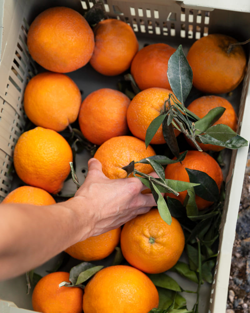 Fruta producto trazabilidad
