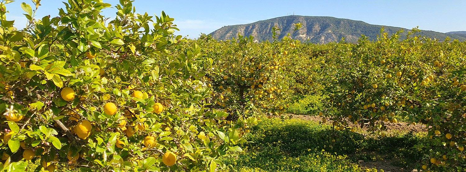 Campo de limoneros Murcia