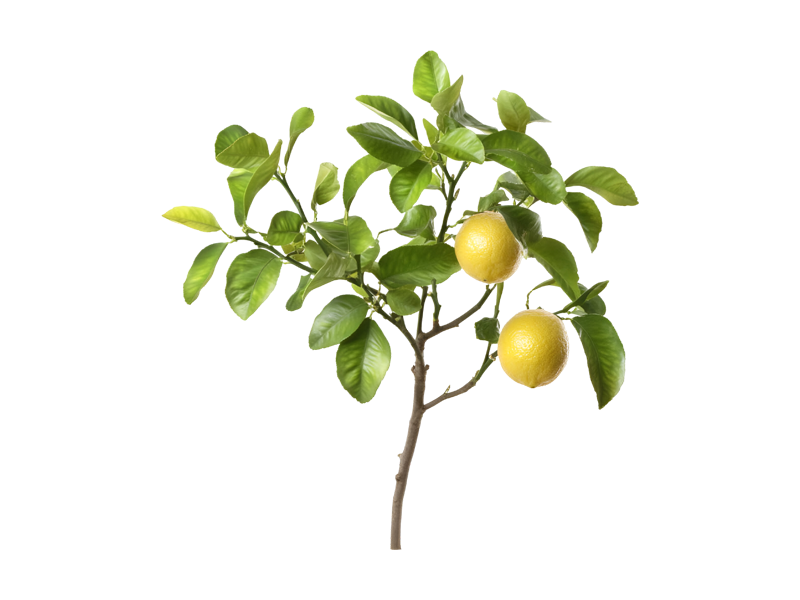 rendimiento limón suelo agronómico